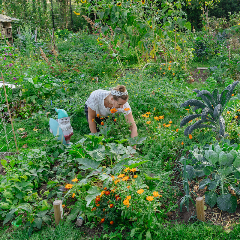 Afbeelding van Moesmeisje
