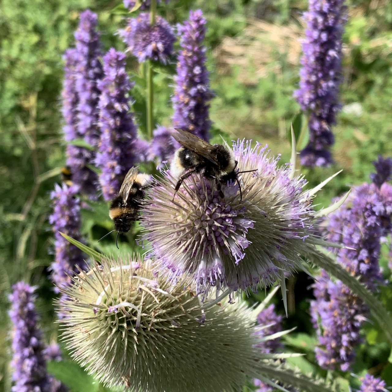 Afbeelding van Moesmeisje